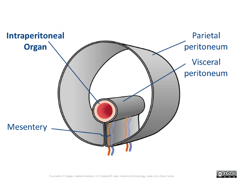 Intraperitoneal | AnatomyTOOL